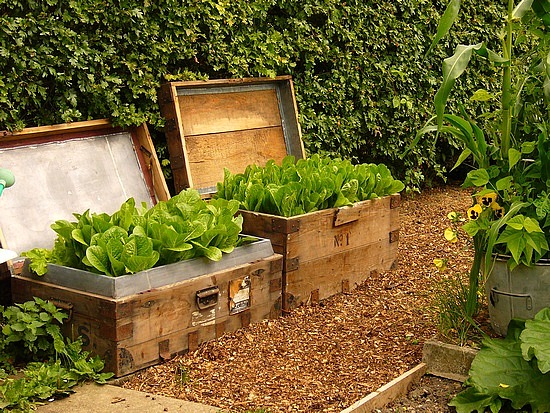 1.1278680069.sheila-s-vegetable-garden.jpg