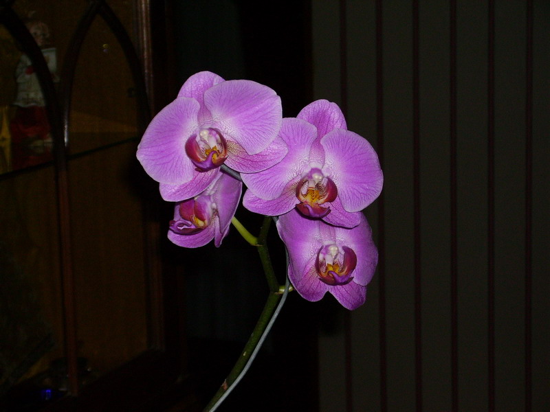1.%20Phal%20dic05.JPG