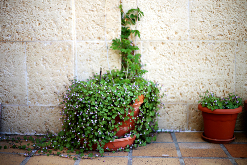 1%2Bplantas%2Bpara%2Bterraza.jpg