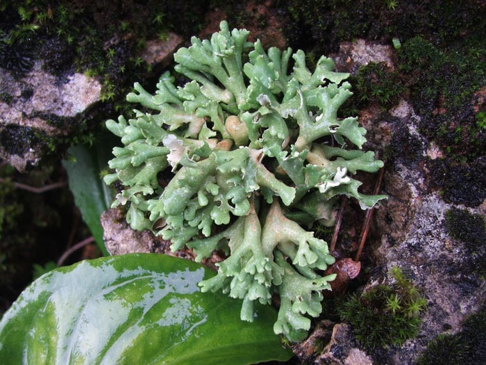 1-liquen-roca.jpg
