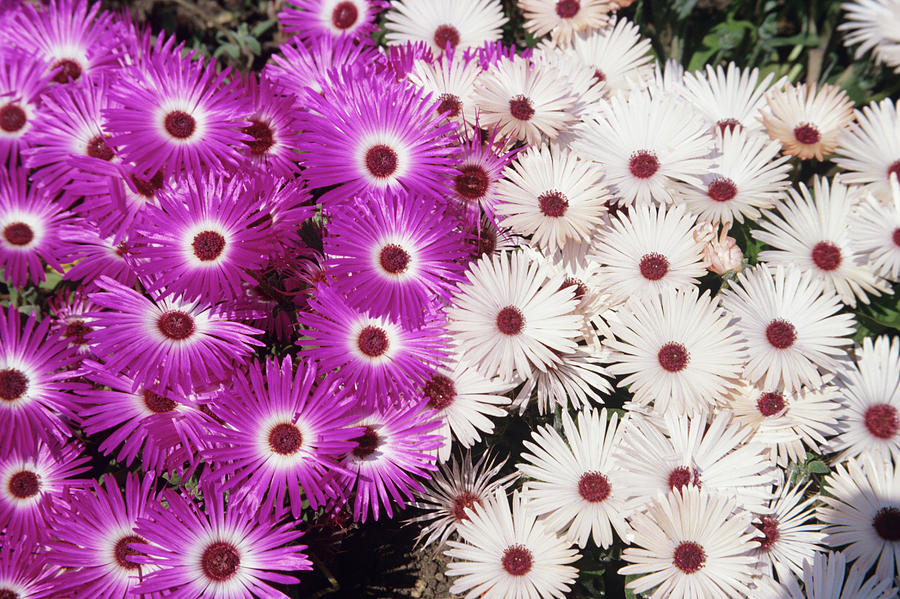 1-mesembryanthemum-criniflorum-flowers-ann-pickfordscience-photo-library.jpg