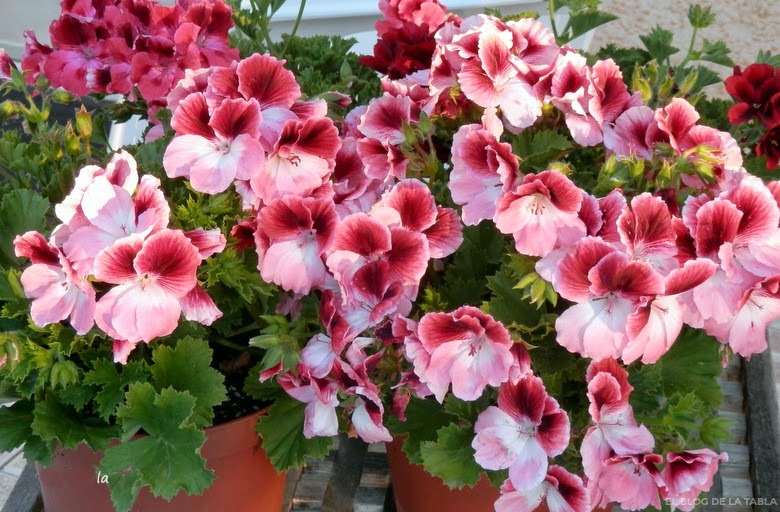 1-Pelargonium%2Bgrandiflorum.JPG