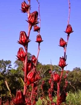 1.rosella.jpg