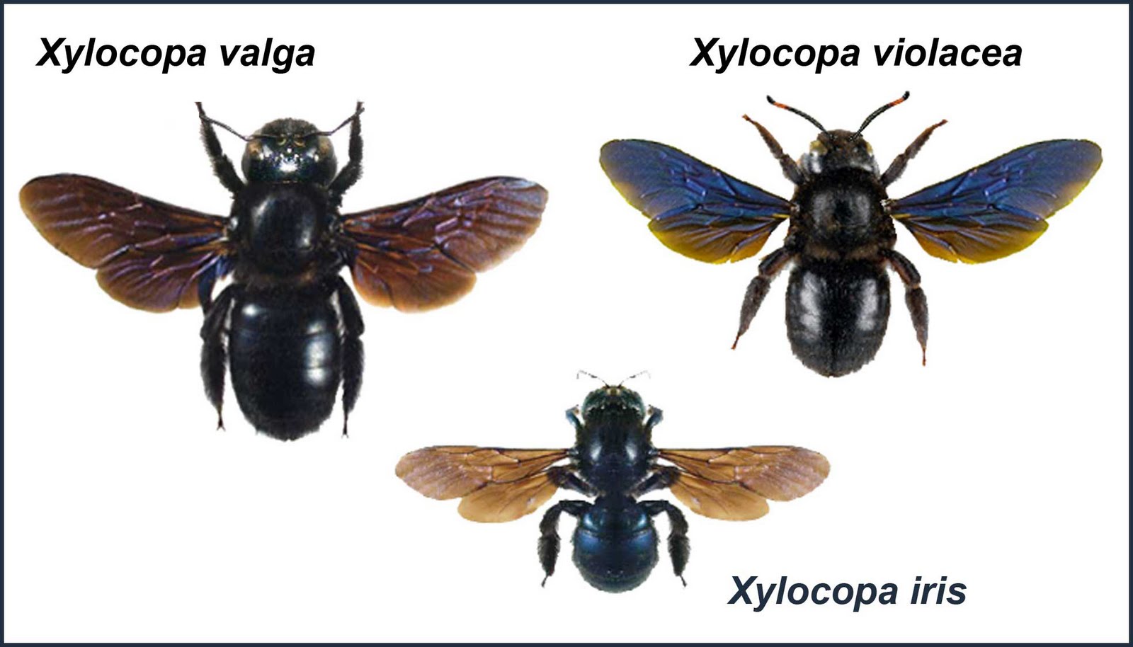 1+-+TAVOLA+-SPECIE-XYLOCOPA.jpg