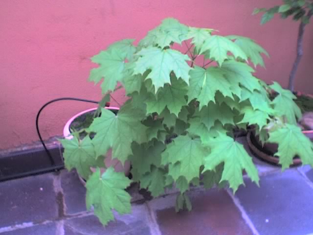 10-04-06_1855.jpg