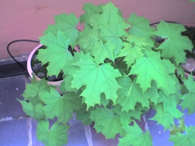 10-04-06_1856.jpg