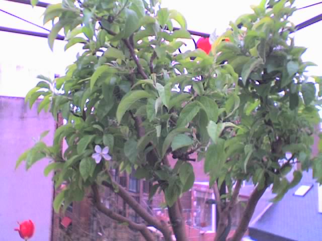 10-04-06_1858.jpg