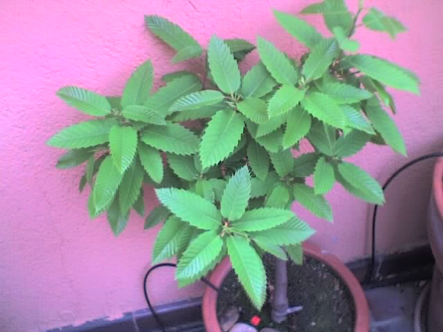 10-04-06_1900.jpg