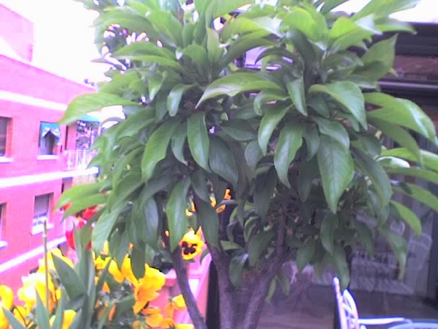 10-04-06_1902.jpg