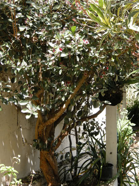 10-05-08-016jpg-Feijoa.jpg