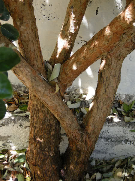 10-05-08-017jpg-Feijoa.jpg