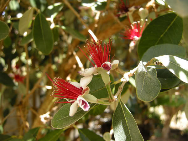 10-05-08-018jpg-Flor-de-Feijoa.jpg