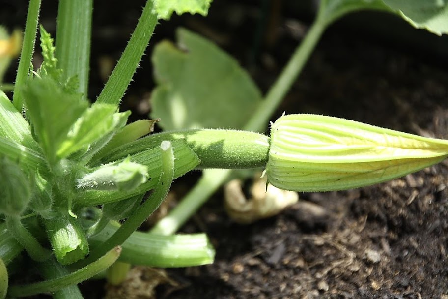 10%252520-%252520Calabacin.JPG
