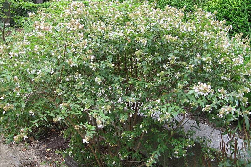 10-arbustos-resistentes-al-frio-para-el-jardin-01.jpg