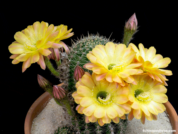 10-Daydream-Flowers-avec-Devise.gif