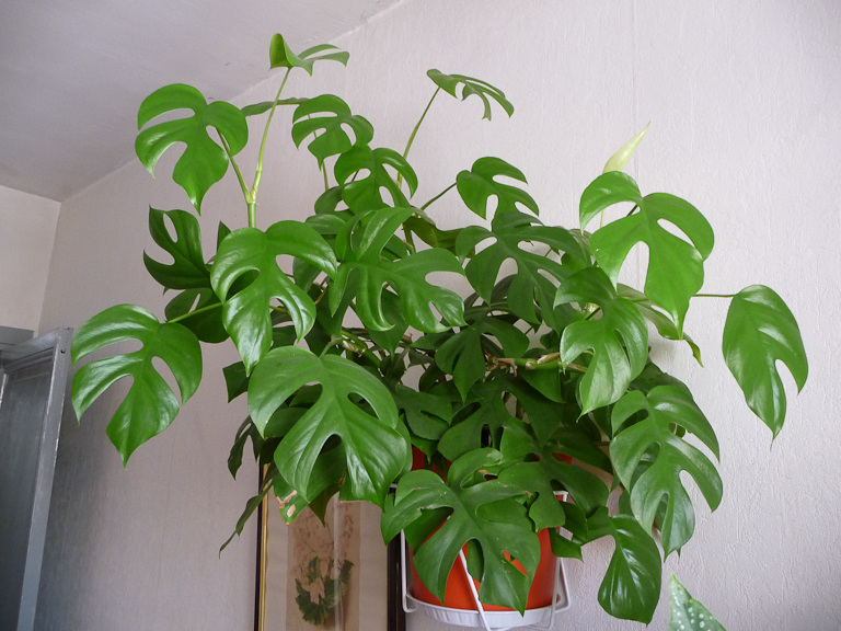 10-seeds-rhaphidophora-tetrasperma-philodendron-ginny-mini-monstera-seeds-3.gif