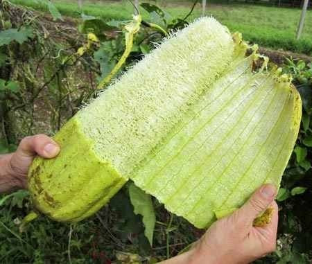10-semillas-de-luffa-esponja-vegetal-envio-gratis-guia-19171-MLC20166841492_092014-O.jpg