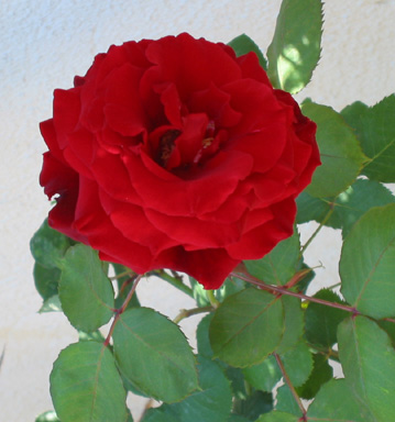 100-0020_IMG.jpg