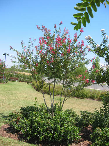 100-0035_IMG2005.jpg