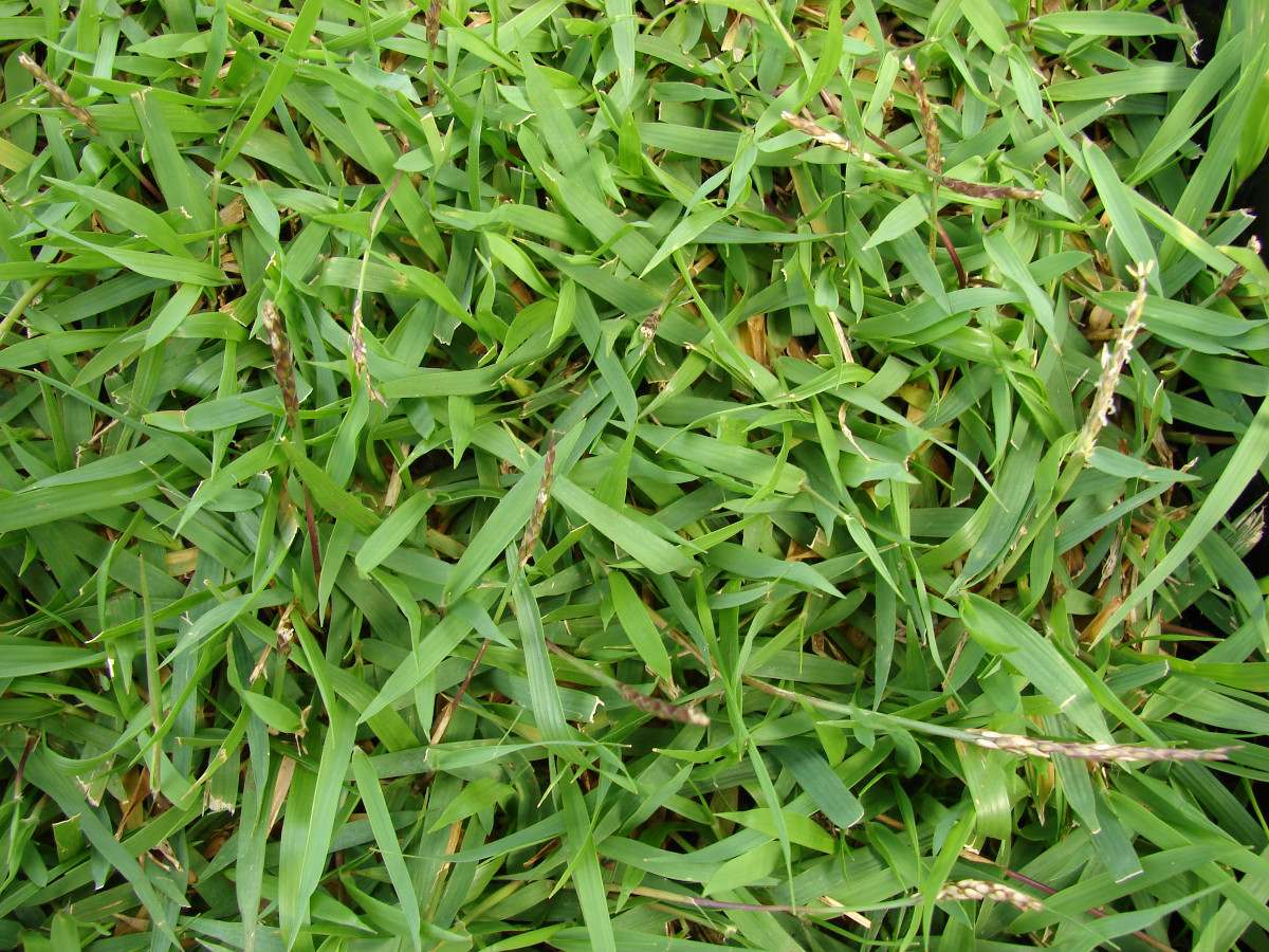 100-gramos-semillas-pasto-zoysia-japonica-zoisia-cod99-D_NQ_NP_14801-MLM20090309931_052014-F.jpg
