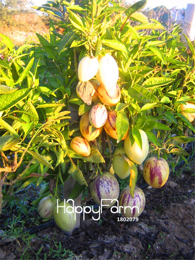 100-Seeds-Lot-Sale-font-b-Melon-b-font-Tree-font-b-Pepino-b-font-Seeds.jpg