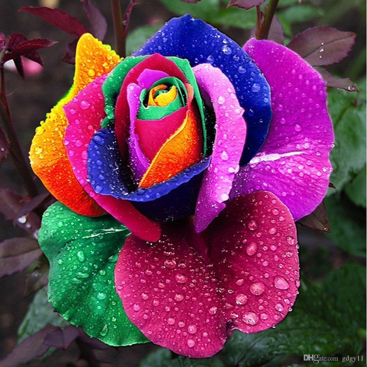 1000-unids-hermoso-arco-iris-rosa-semillas.jpg