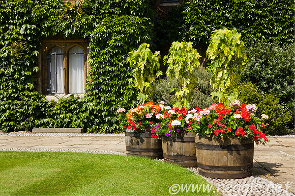 10019363_flower_pots_boston_ivy_selwyn_college_cambridge-600.jpg