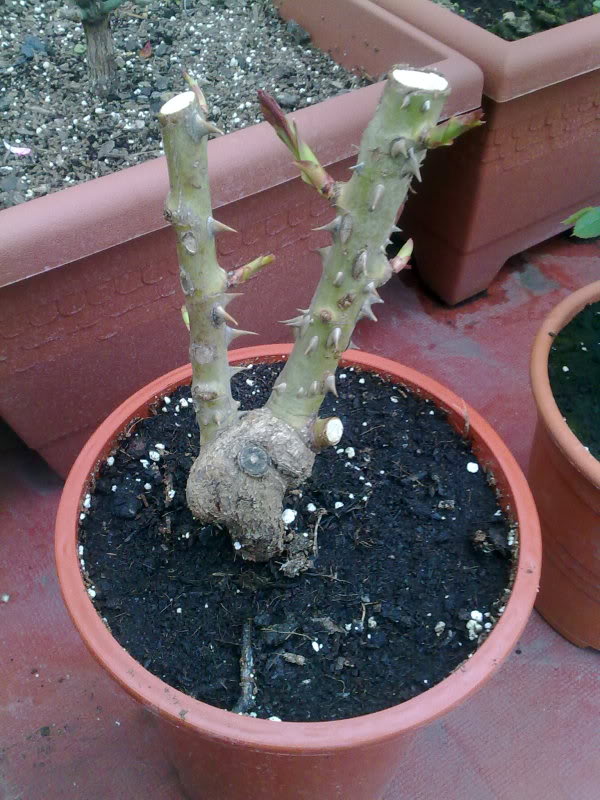 100320111265.jpg