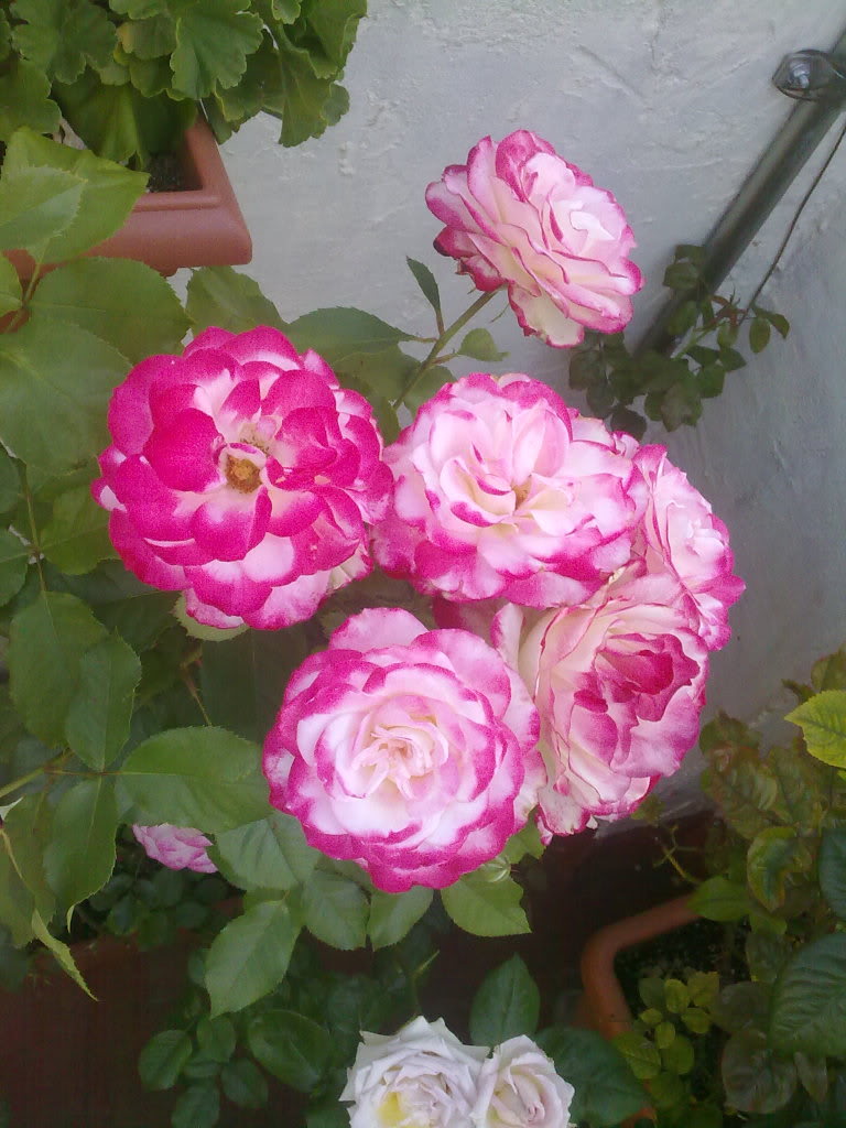 100520123586.jpg