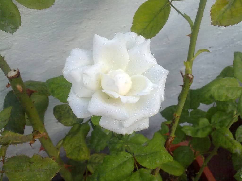 10072010601.jpg