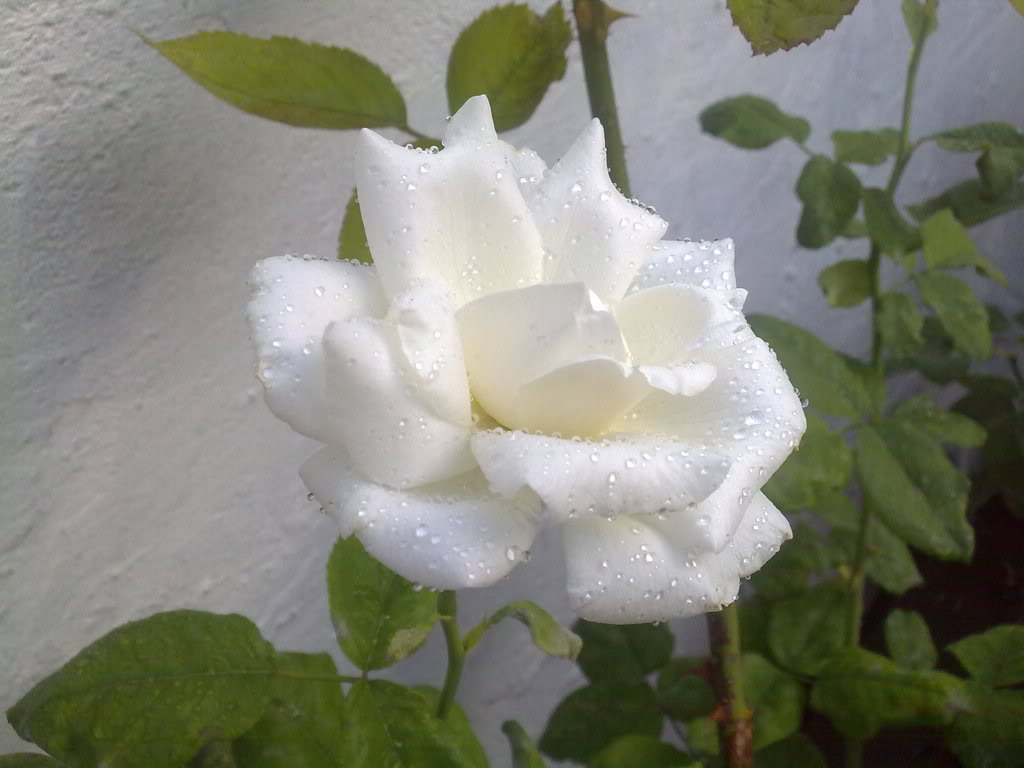 10072010602.jpg
