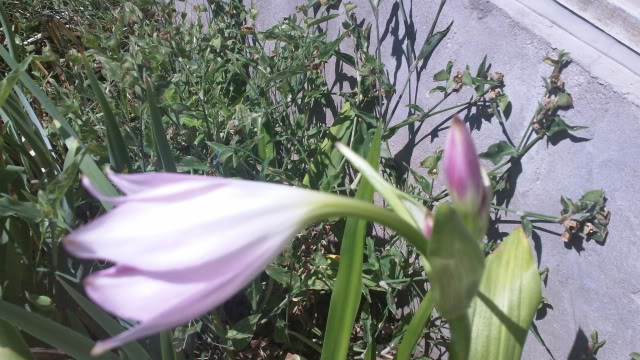100_0003-1.jpg