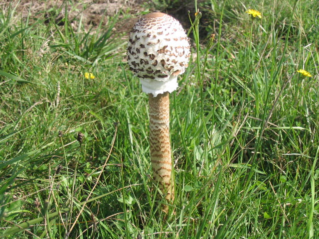 100_0007.JPG