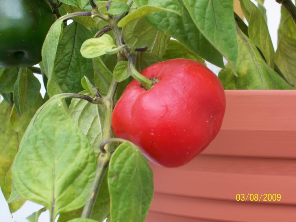 100_0079.jpg