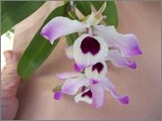 100_0081.jpg