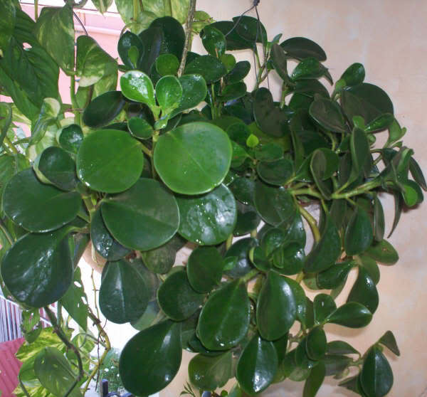 100_0118.jpg