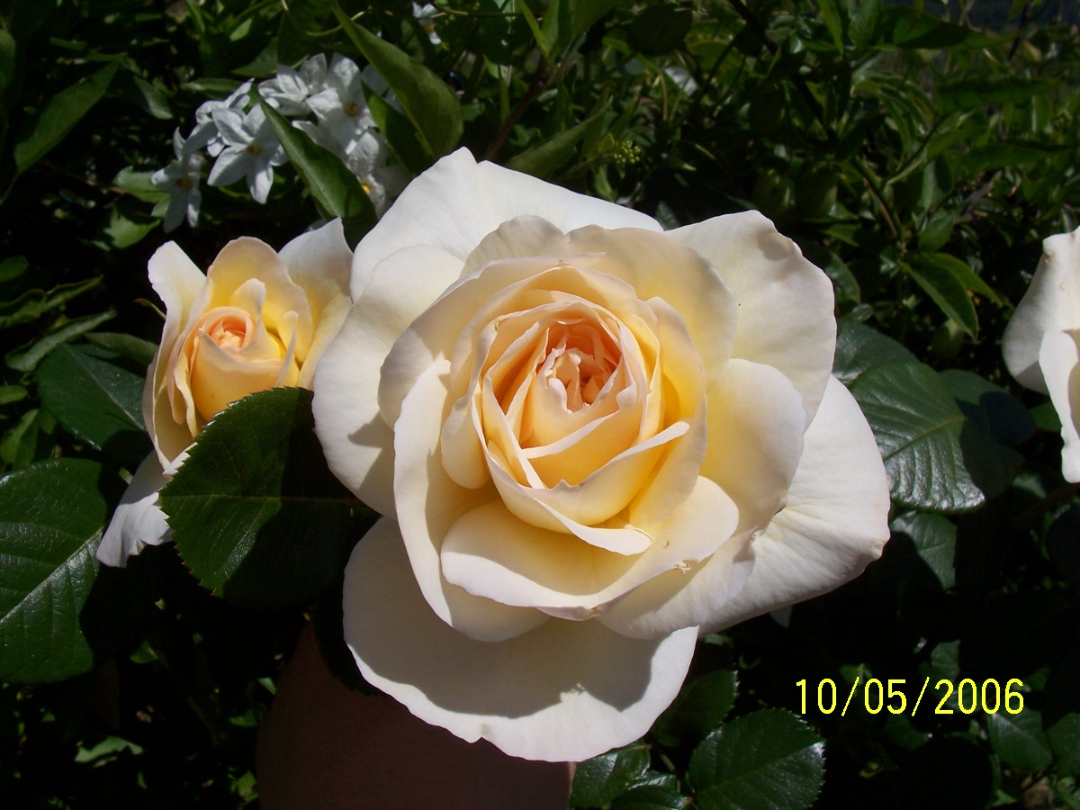 100_0151%7E0.JPG