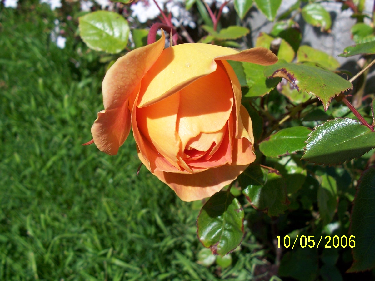 100_0157%7E0.JPG