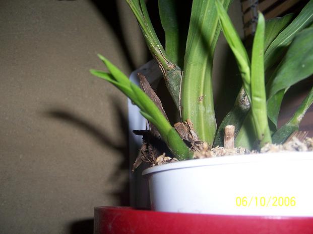 100_0319.jpg