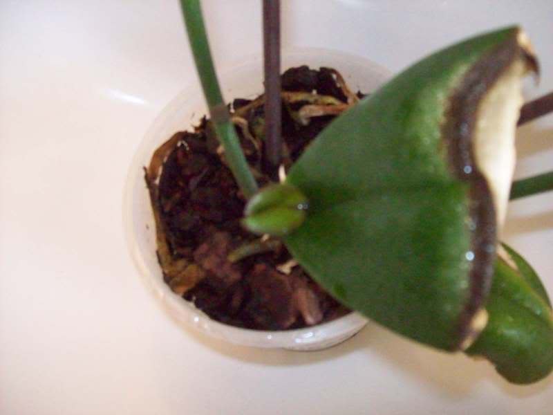 100_0557.jpg