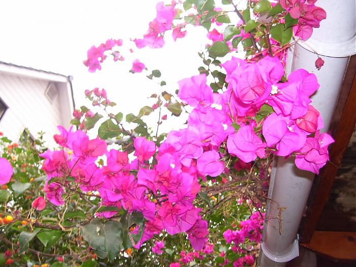 100_0675.jpg