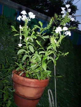 100_0762.jpg