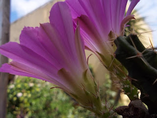 100_0908.jpg