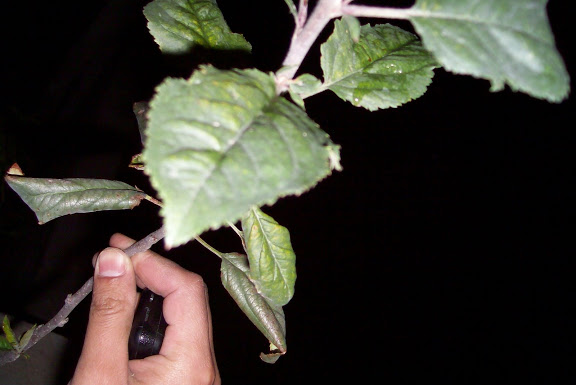 100_1317.jpg