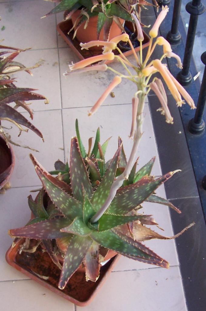 100_1415.jpg