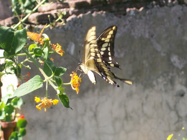 100_1419.jpg