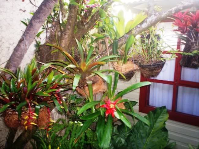 Jardín interior con florecientes orquídeas y bromelias en macetas  decorativas creadas con ia generativa