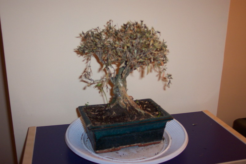 100_1690_resize.JPG