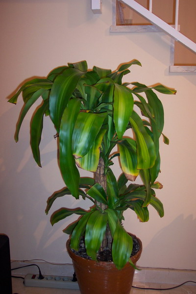 100_1693_resize.JPG