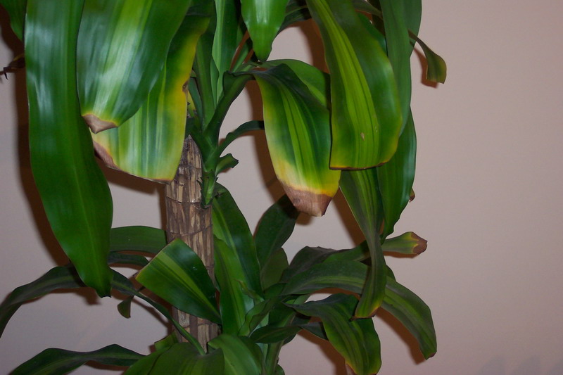 100_1694_resize.JPG